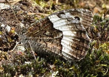 Hipparchia sp.